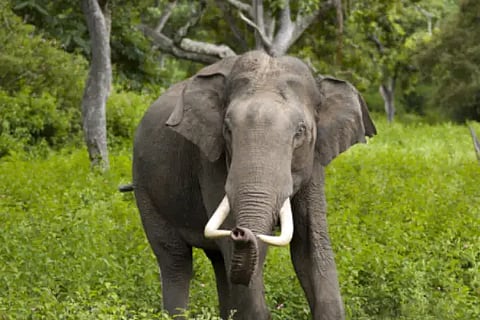 elephant