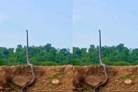 king cobra
