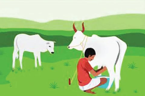 Cattle