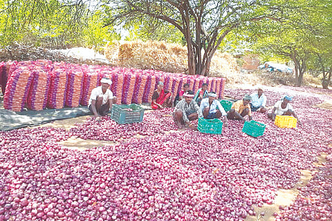 Farmer, onion, sale, price fall,