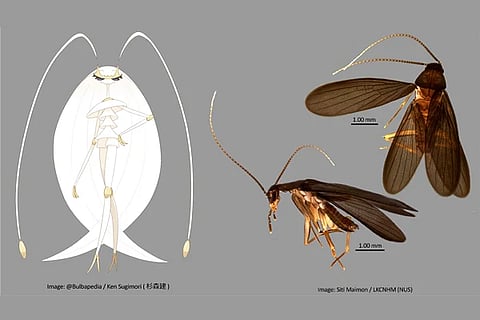Pokemon Pheromosa Cockroach