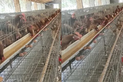 Poultry Farming