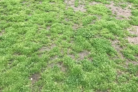 Spot the Tennis ball