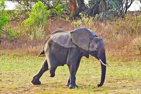 elephant