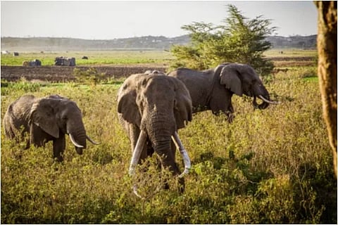 elephant