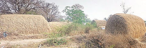 HARAPANAHALLI MEVU