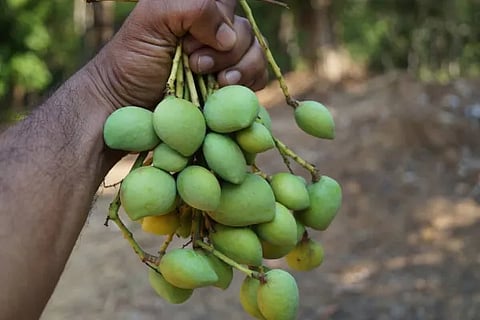 Appe midi mavu