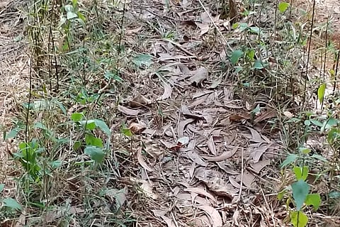 Bamboo sprouts growing in forest