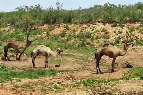 Camel