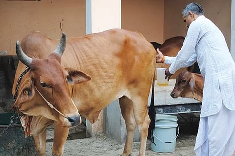 Cow