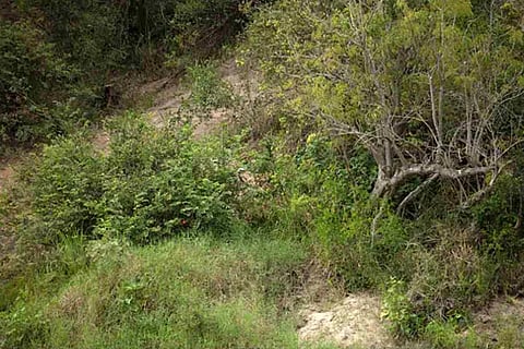 Spot the Leapord