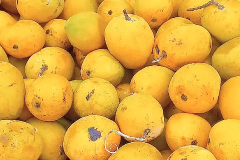 MANGO FRUITES
