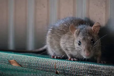 rat