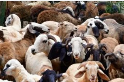 sheep