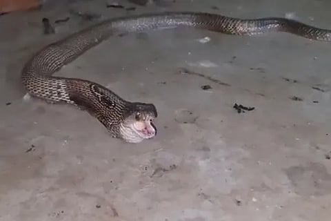 snake