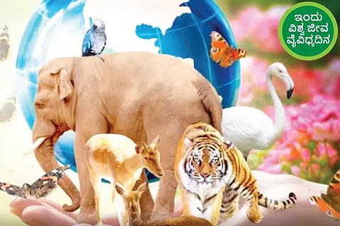 Biodiversity