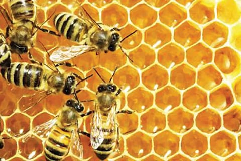 Honey Bee