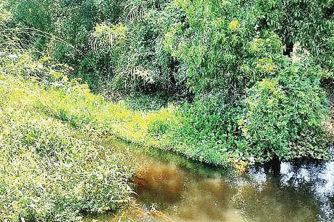 Kaluve samasye