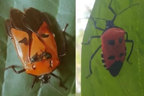 Man Faced Stink Bug