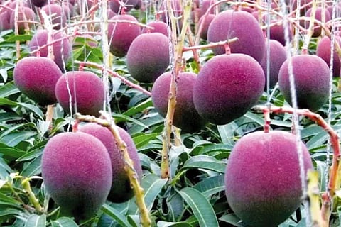 Mango (3)