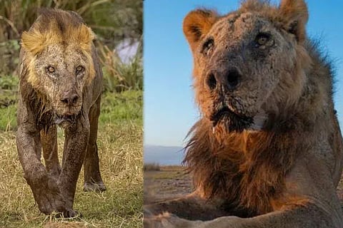 Oldest Lion