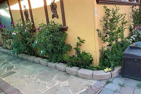 Spot the Cat