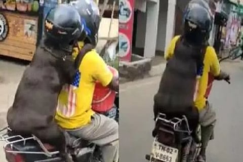 dog helmet