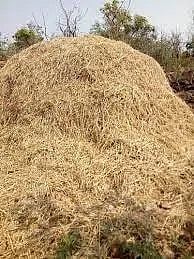 grass problem
