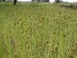 ragi crop