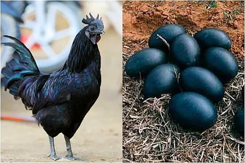 Black Chicken