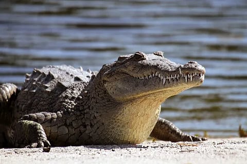 Crocodile 1