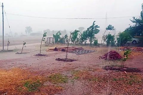 DAMBALA RAIN