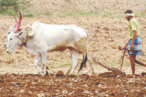 Rainfall, Sowing, Agriculture, Department,