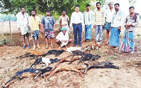 Sheep dead in hanagal