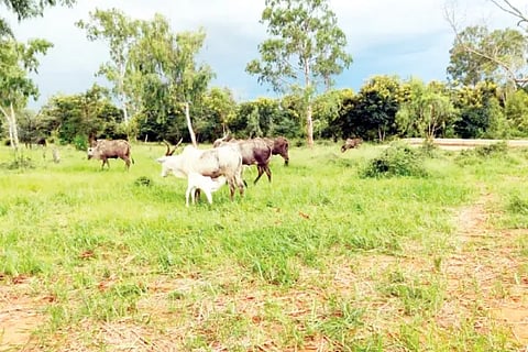 Land