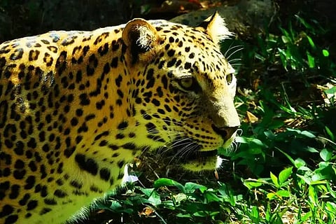 Leopard