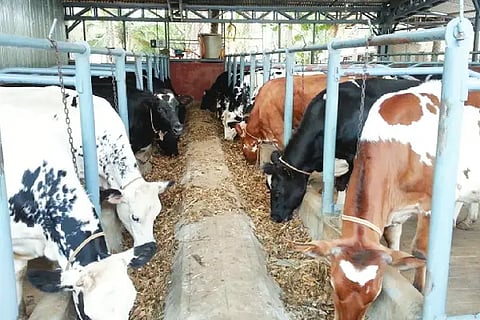 For dairy farmers