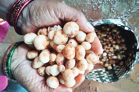 Mashroom