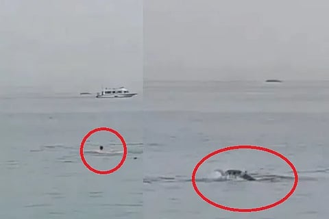 Shark Attack
