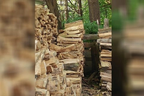 Spot the Cat