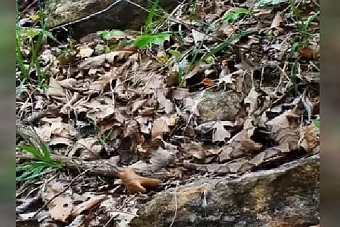 Spot the Snake 1