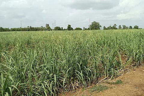 Sugercane Field in Haliyala