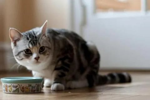 cat