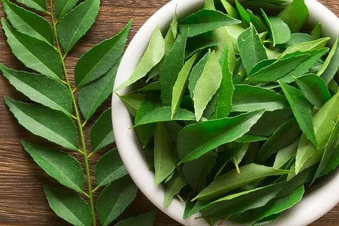 curryleaves