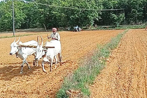 farmer