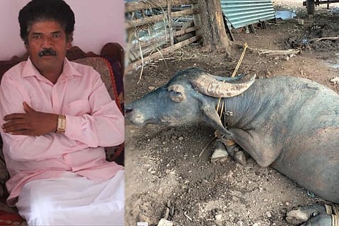 female buffalos