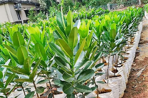 plant