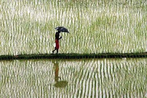 rain