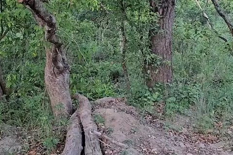 spot-the-tiger
