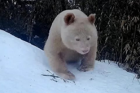 white panda